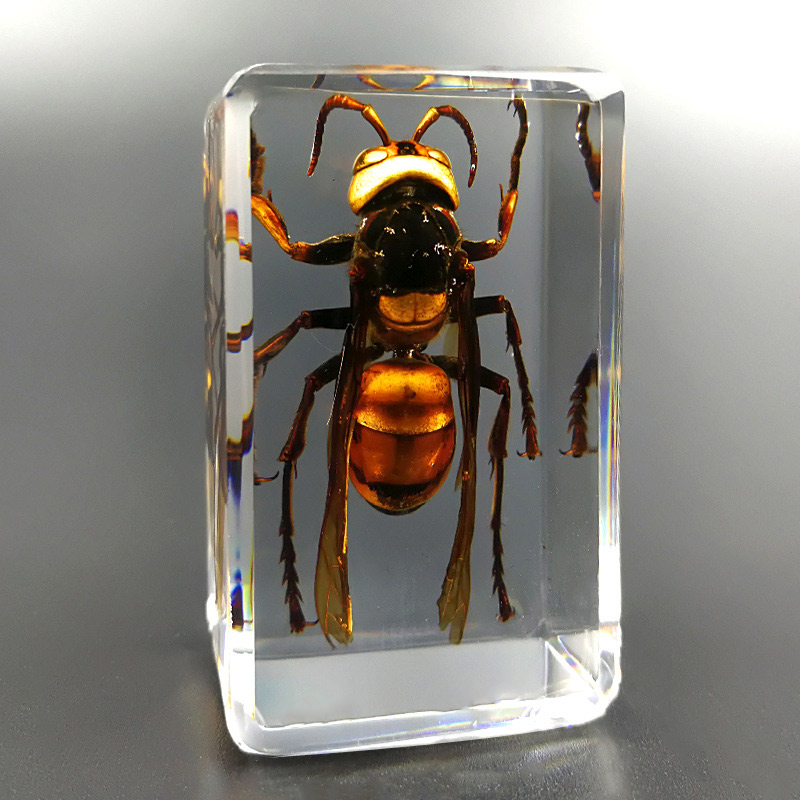Real%20Insect%20Specimen%20Scorpion%20Spider%20Wasp%20Beetle%20Transparent%20Resin%20Ideas%20Small%20Ornament%20Teaching%20Observation%20Children's%20Hobbies%20-%20Image%203