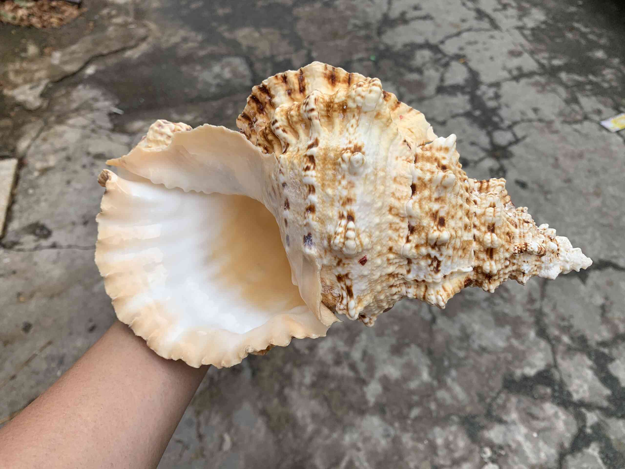 2 vỏ ốc tù và gai big size, trang trí nhà cửa, bàn làm việc, bể cá cảnh, quà lưu niệm, chậu trồng cây xương rồng sen đá