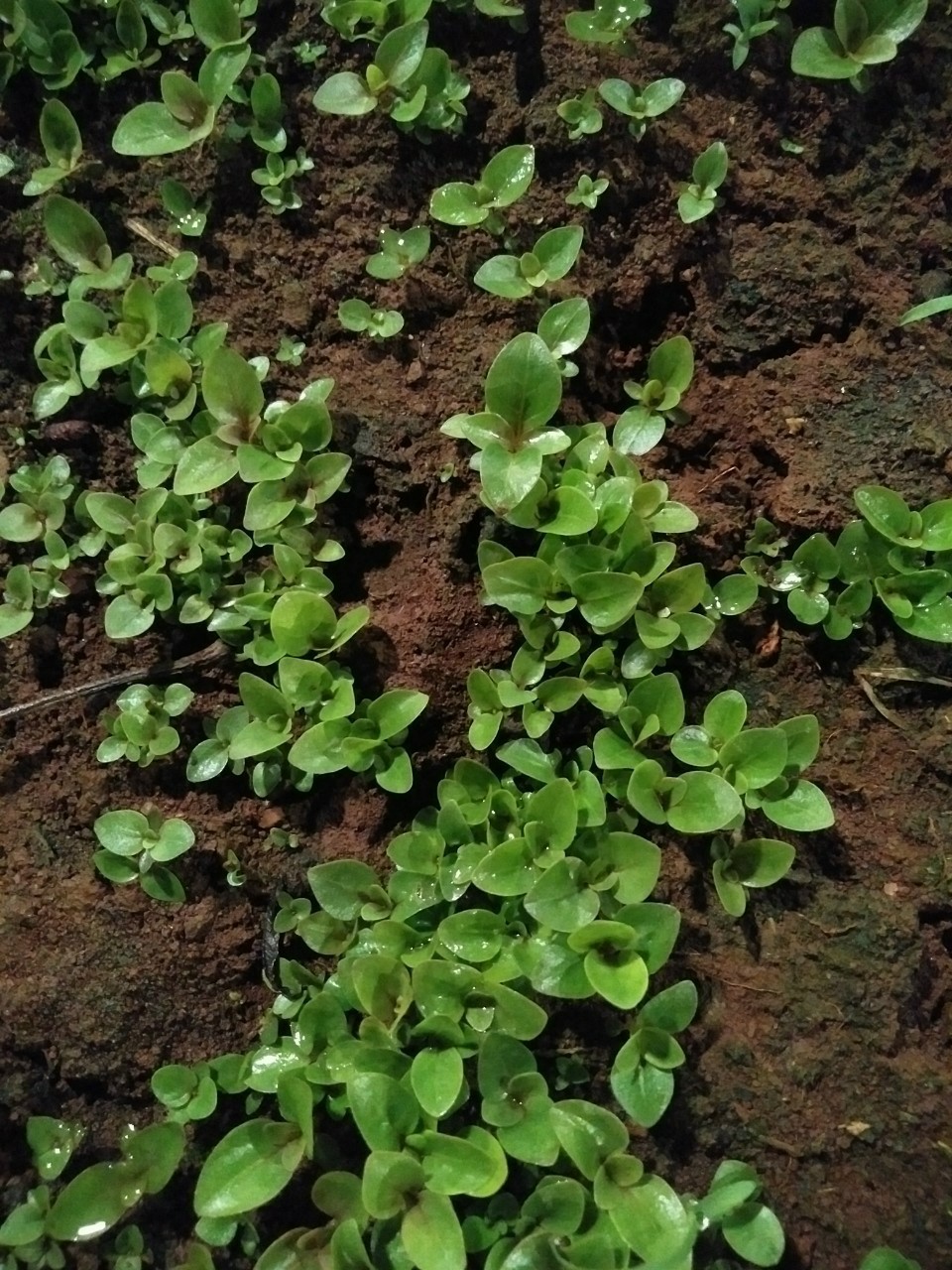 100 gram hạt gáo trắng giống