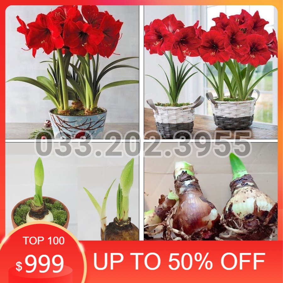 Củ LAN HUỆ tây kép ĐỎ NHUNG (size siêu to)