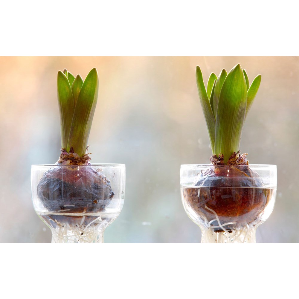 CỦ HOA TULIP NHIỀU MÀU tặng kèm hạt hoa