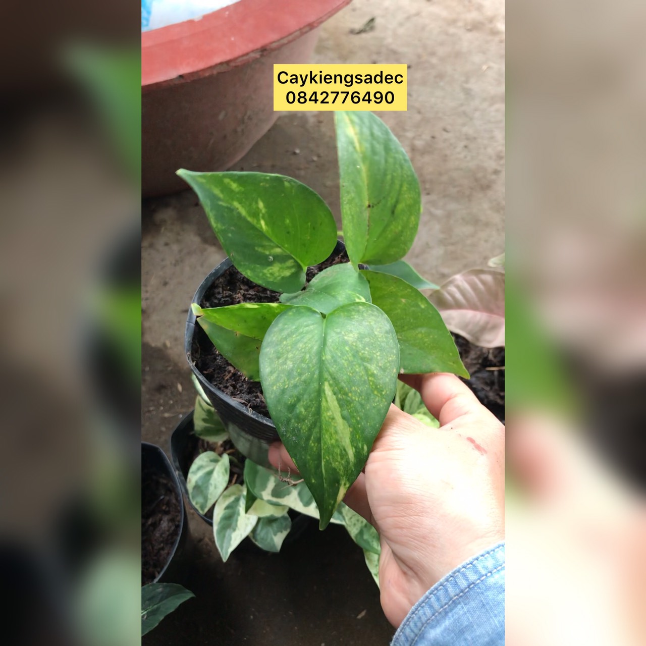 caykiengsadec combo 8 loại trầu bà