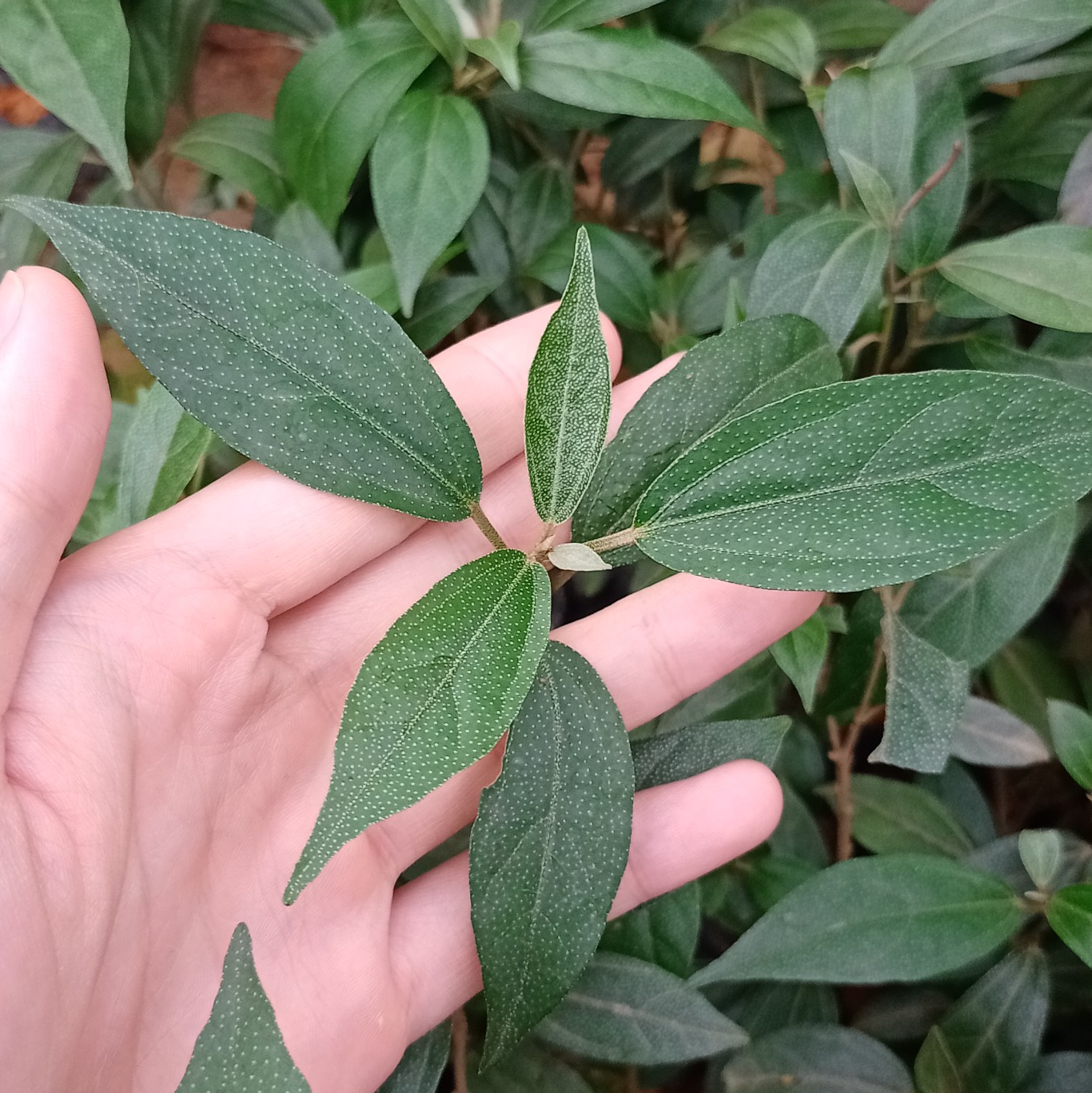 Khổ sâm cho lá chuẩn hàng