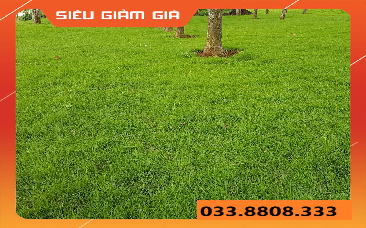 HẠT GIỐNG CỎ THẢM CẢNH CỎ BERMUDA - CHỊU HẠN HÁN TỐT