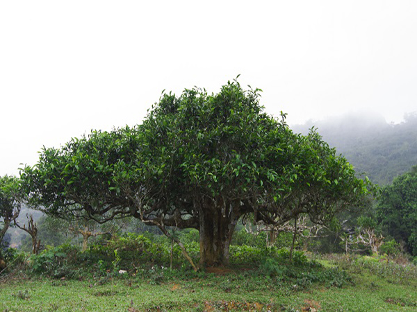 cây giống Chè Shan Tuyết