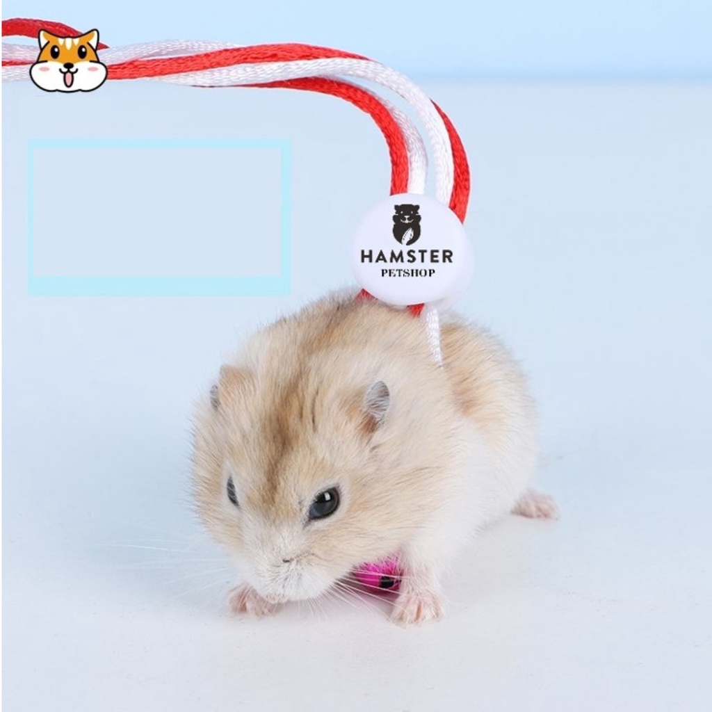 Dây dắt hamster, , Sóc , đuôi mập, chuột lang
