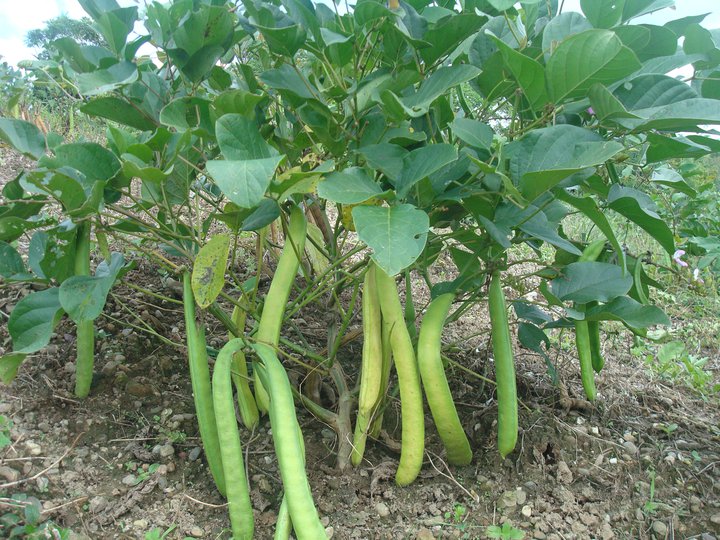 Hạt giống đậu kiếm Jack bean