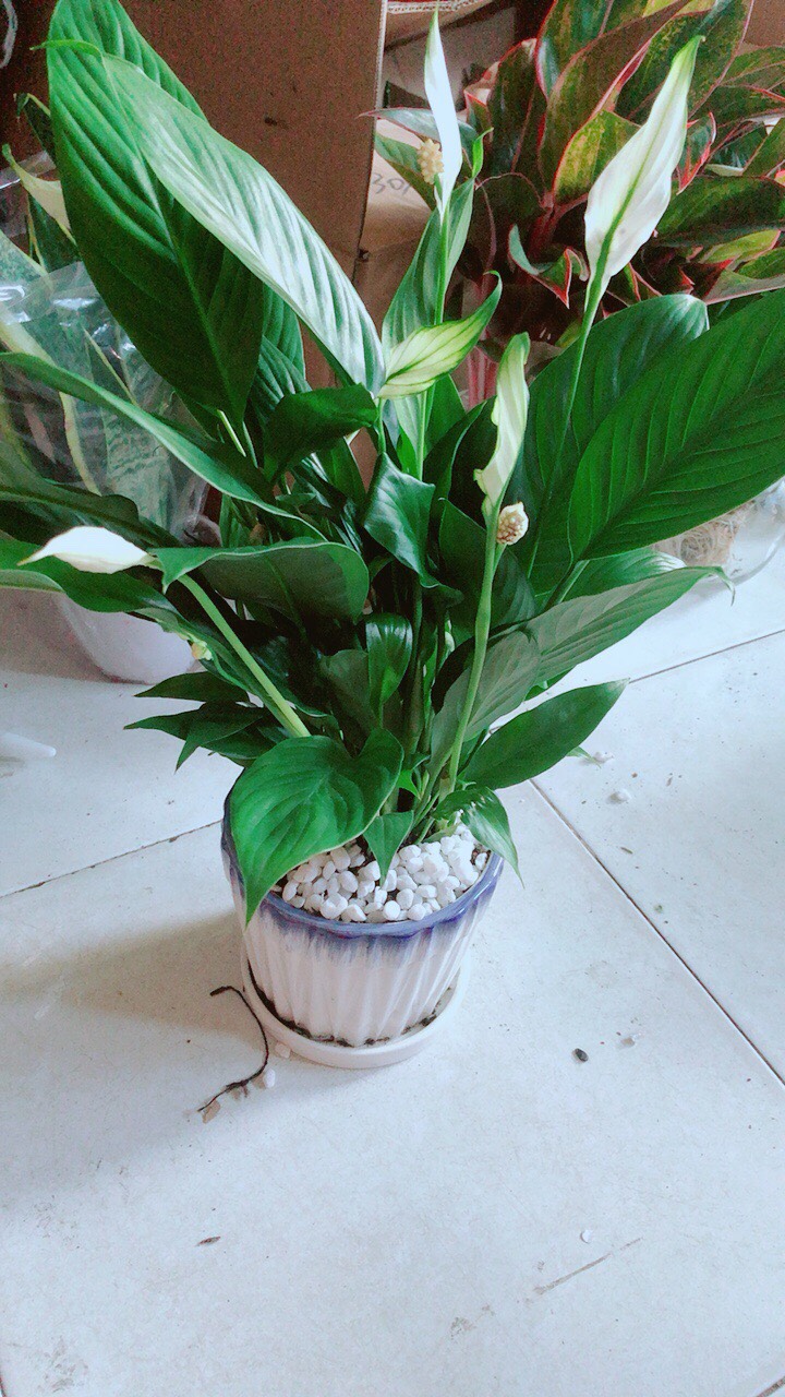 Chậu Cây Lan Ý