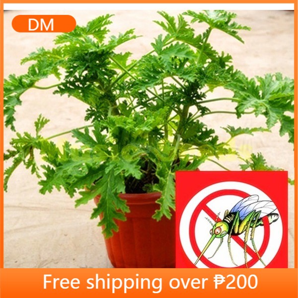 50 riddex plant seed mosquito repellent Mozzie buster sweetgrass