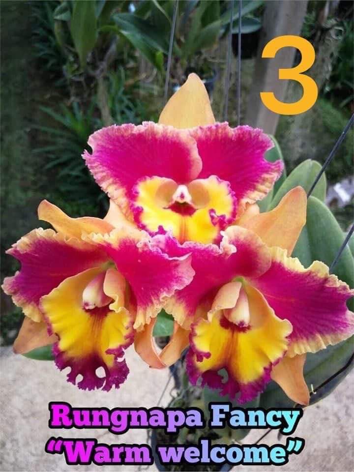 HOA LAN CATT WARM WELCOME giống Cao 7-12Cm