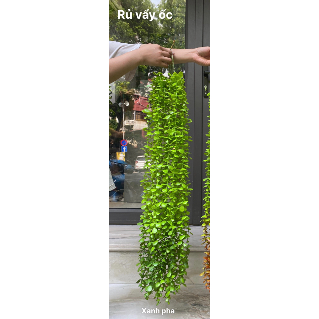 Bó 5 cành leo Rủ vẩy ốc, Rủ cúc tần Ấn Độ lá to trang trí treo tường