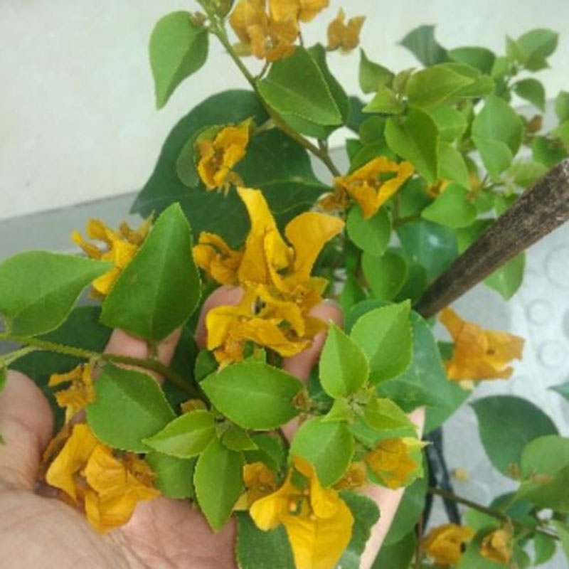 Cây Bông Giấy Vàng - cây cảnh sân vườn