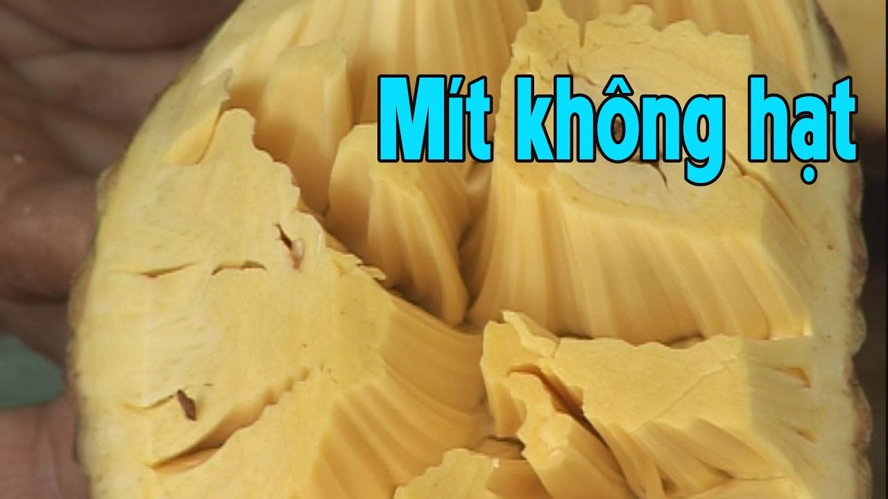 Cây giống mít không hạt, cây mít ghép (tặng xơ dừa)