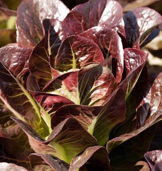 Hạt Giống Xà Lách Romaine Đỏ (2gr)