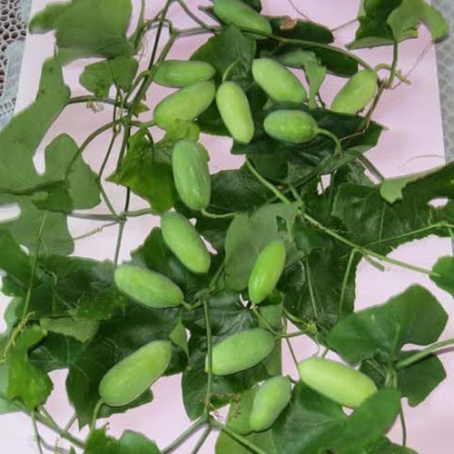 Hạt giống Cây Bình Bát Dây - gói 20 hạt