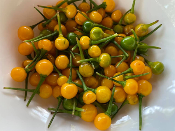 ớt peru cây giống