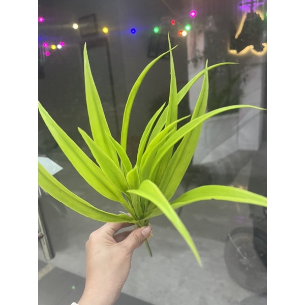cụm lá dứa