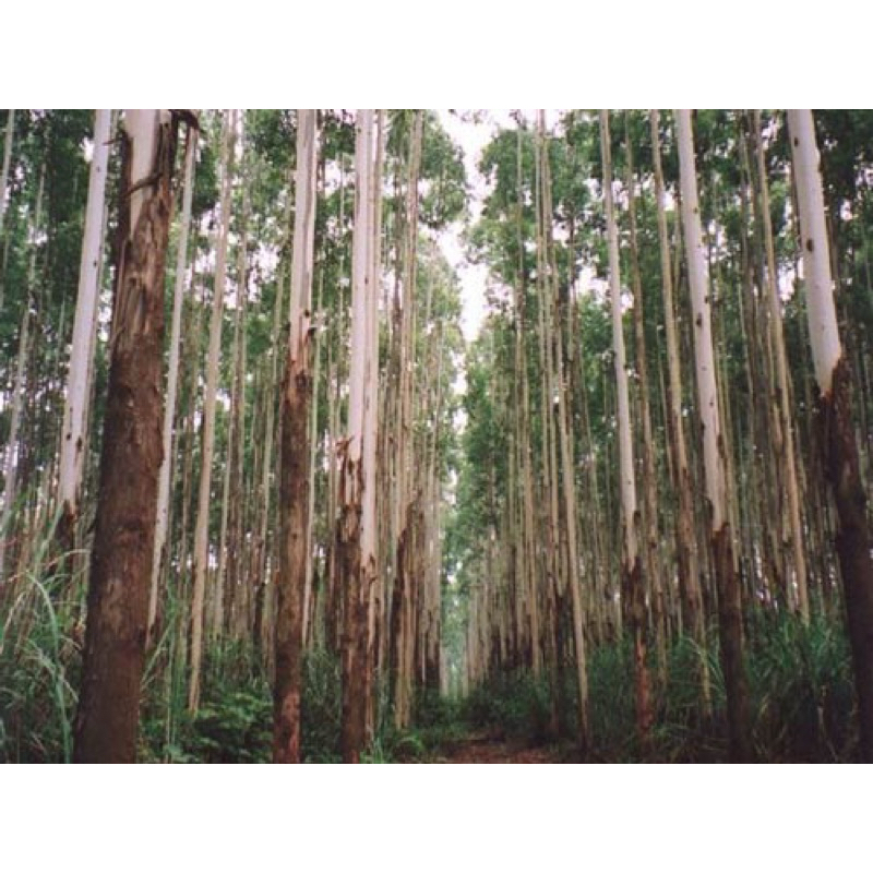 Cây Giống bạch đàn