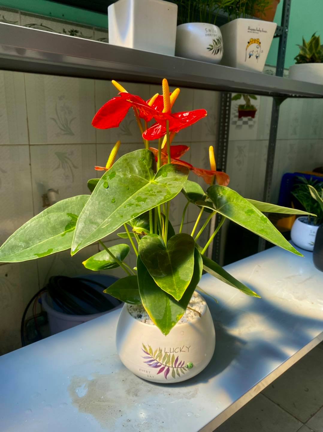 LƯỠI HỔ BẠCH KIM