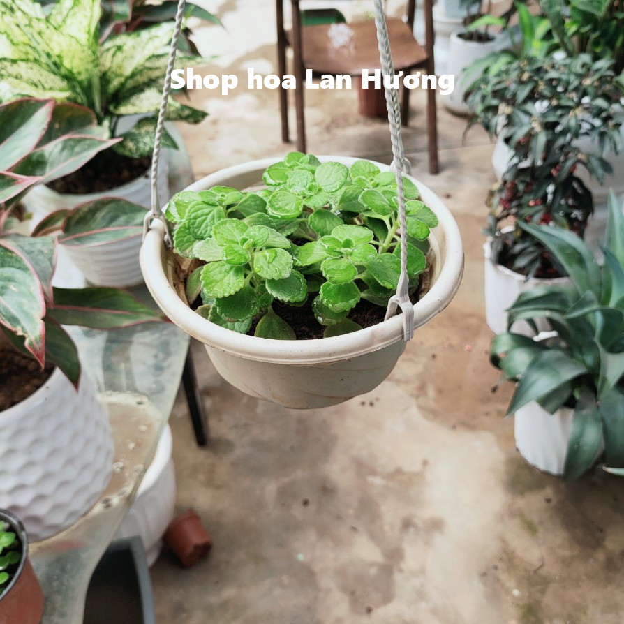 Cây Nhất Mạt Hương - Cây Sen Thơm - Sen đá lá thơm