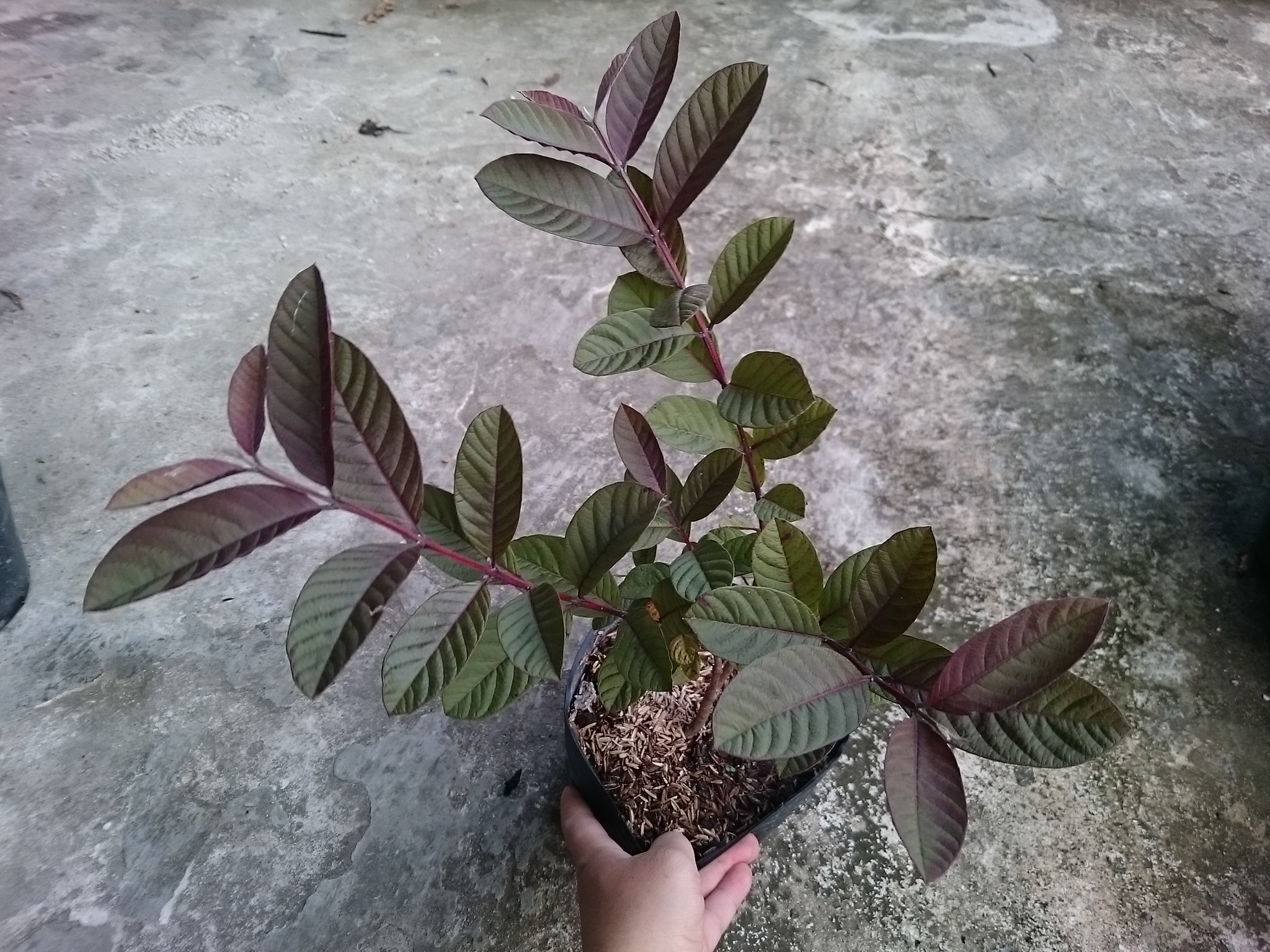Cây Ổi Tím Malaysia - cây ăn quả