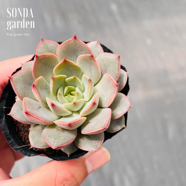 SEN ĐÁ HOA HỒNG ĐỎ SIZE BÉ KHỎE ĐẸP LỖI 1 ĐỔI 1