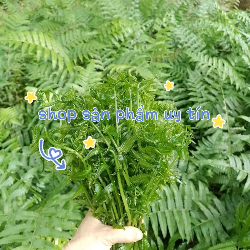 cây rau dớn siêu to - Giống Tốt