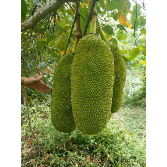 CÂY GIỐNG Mít Trái Dài Malaysia nhập khẩu