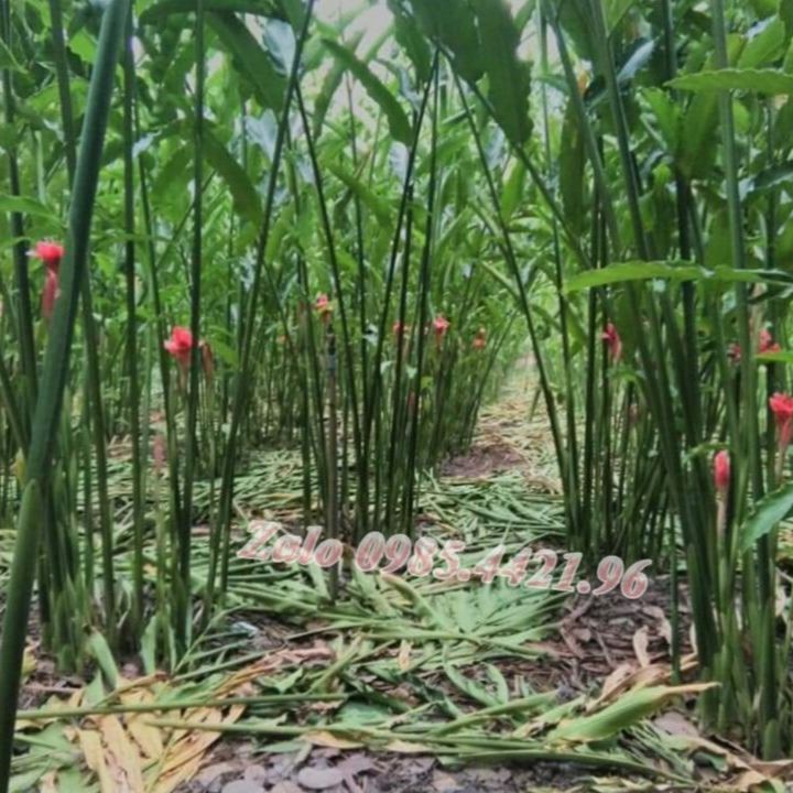 02 Củ Giống Hoa Sen Đa Lộc - sen đất (củ giao TT như hình 3)