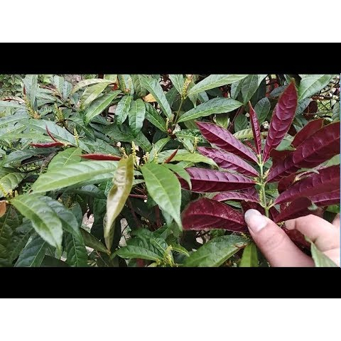 Chậu cây đơn lá đỏ size to