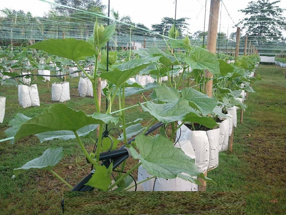 Combo 10 túi trồng cây trồng rau hai lớp pe trắng đen độ bền cao
