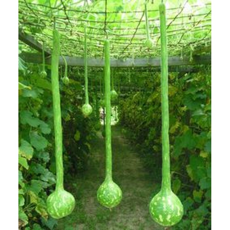 Hạt Giống Bầu Gáo Dừa (ECO.454)