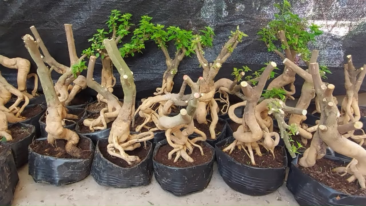 Phôi gốc Hoa giấy Mỹ bonsai