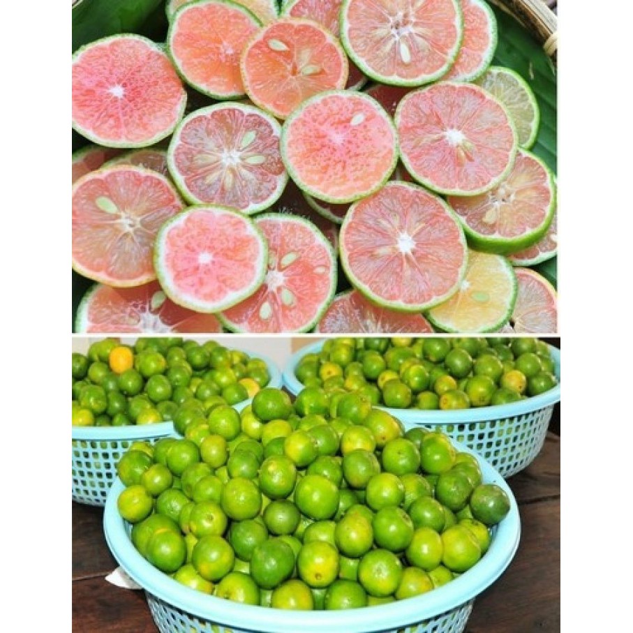 Cây giống chanh đào siêu quả siêu sớm