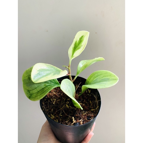 Cây TS cẩm lá 2 màu
