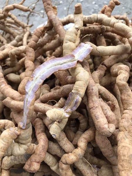 CỦ BA KÍCH RỪNG (TÍM) TƯƠI (HÚT CHÂN KHÔNG)