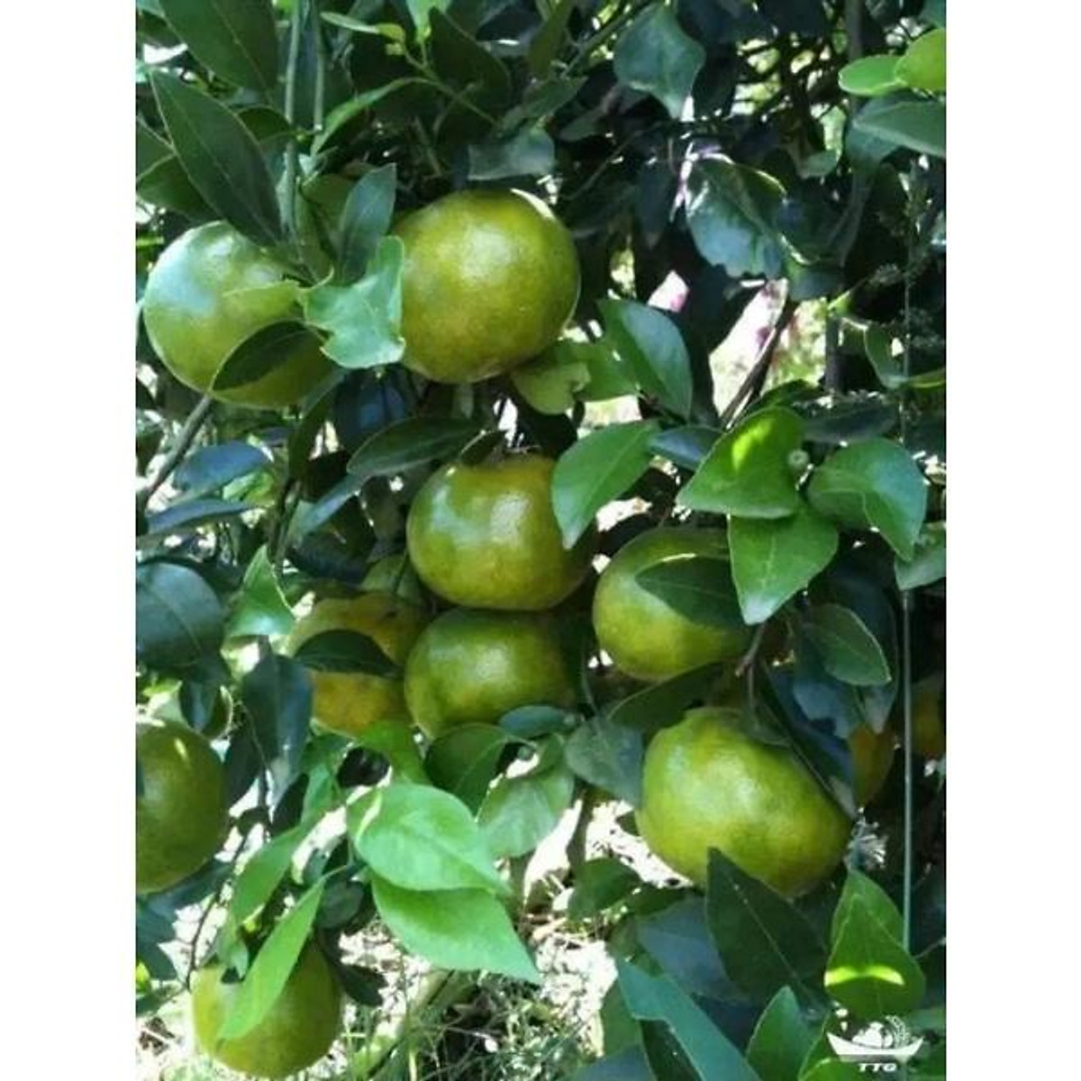 Cây Giống Quýt đường ( quýt ngọt)