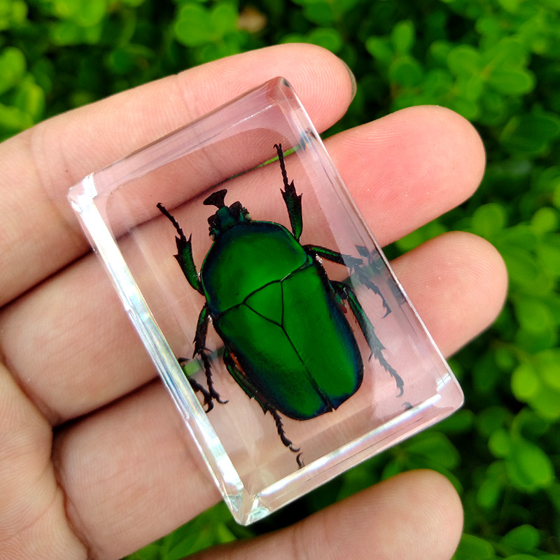 Real%20Insect%20Specimen%20Scorpion%20Spider%20Wasp%20Beetle%20Transparent%20Resin%20Ideas%20Small%20Ornament%20Teaching%20Observation%20Children's%20Hobbies%20-%20Image%207