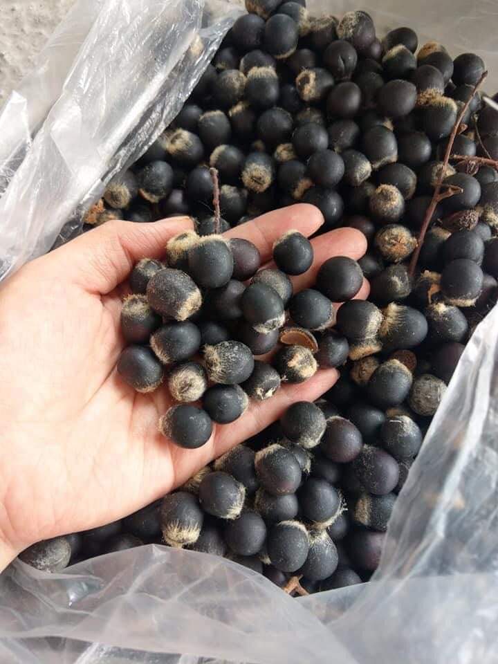 Hạt giống cây bồ hòn (100 hạt)