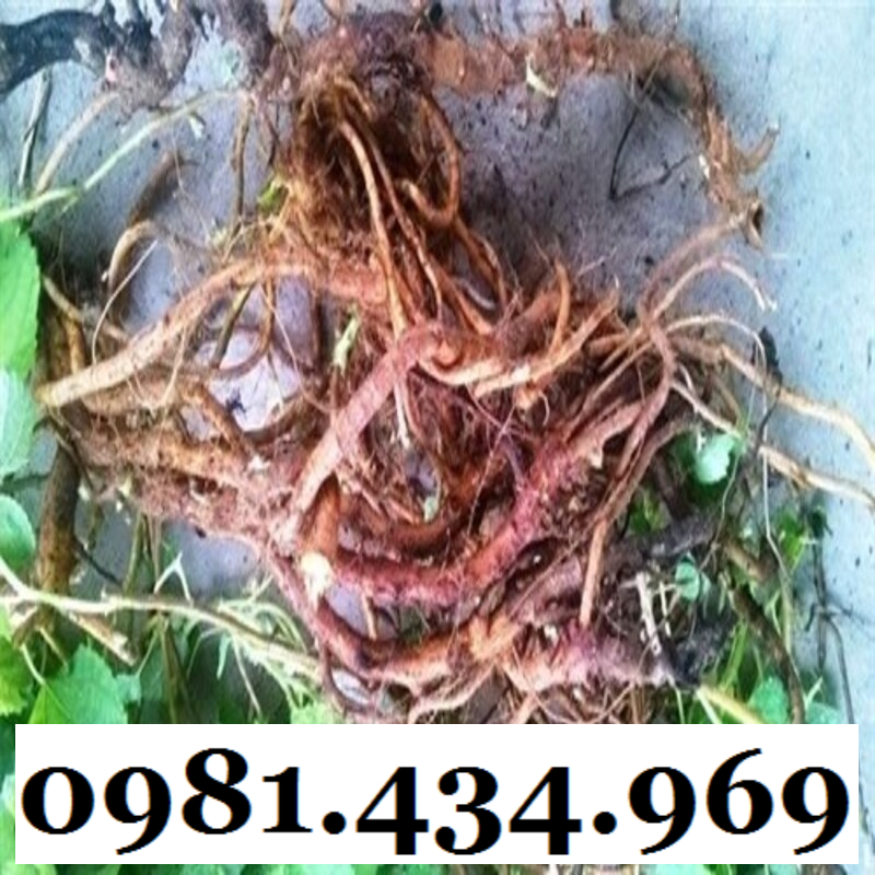 AN THAI- Củ Gai Tươi (Tầm Ma, Trữ Ma Căn) 01KG Ngon