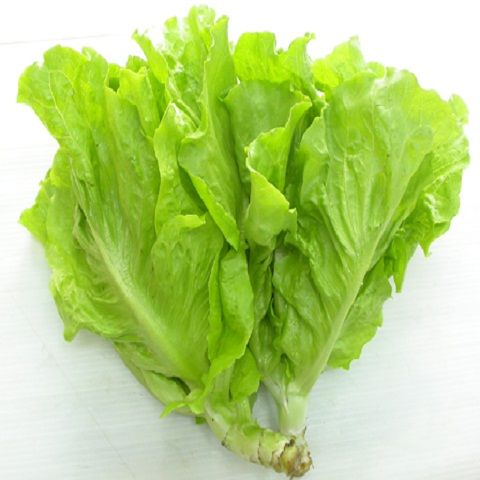 Hạt Giống Xà Lách Cao Sản (2gr)