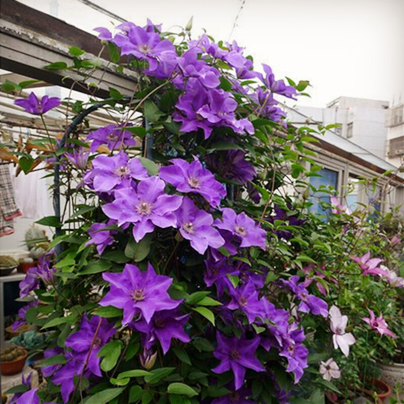 Large-flowered Double-petaled Clematis Seed Roots, Climbing Vine Plants 