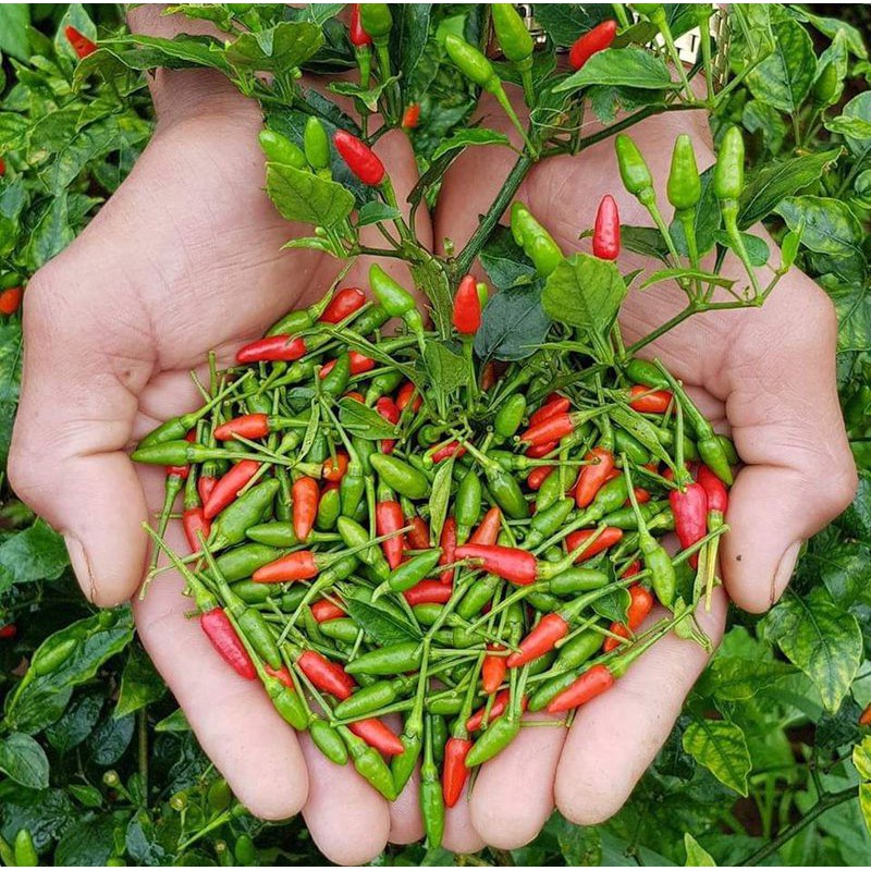 Bụi Ớt Xiêm