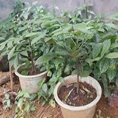 Cây rau húng vịt , cây đẹp chuẩn giống, cam kết chất lượng