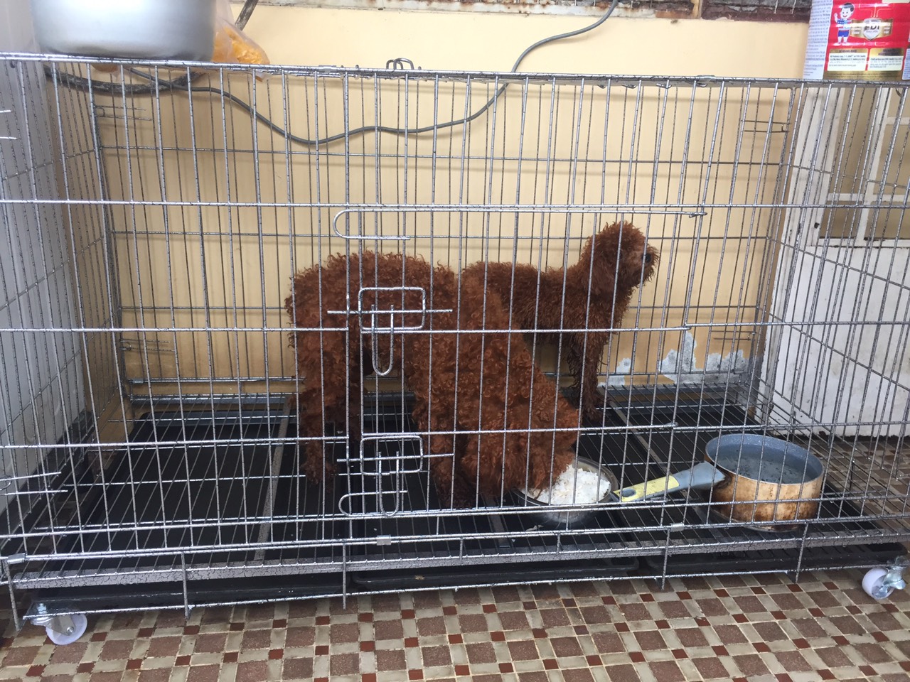Chuồng chó lớn size đại 1m3 gấp gọn dành cho pet lớn , chuồng thú cưng sơn tĩnh điện. tặng kèm khay