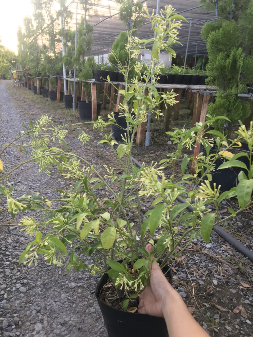 Caykiengsadec Cây dạ lý hương