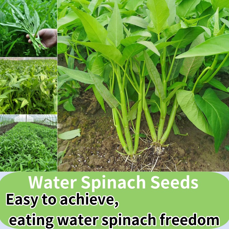 Fast Germination 150 Seeds Water Spinach Seeds for Planting High Yield ...