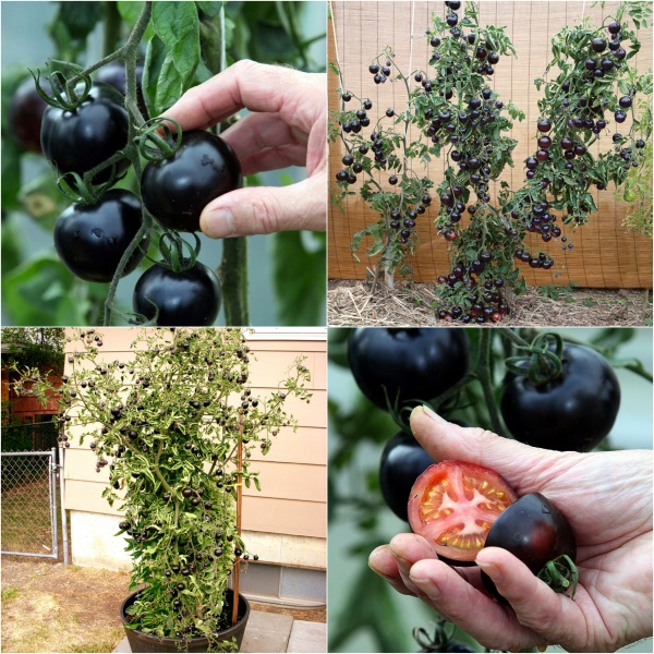 hạt giống cà chua bi đen f1