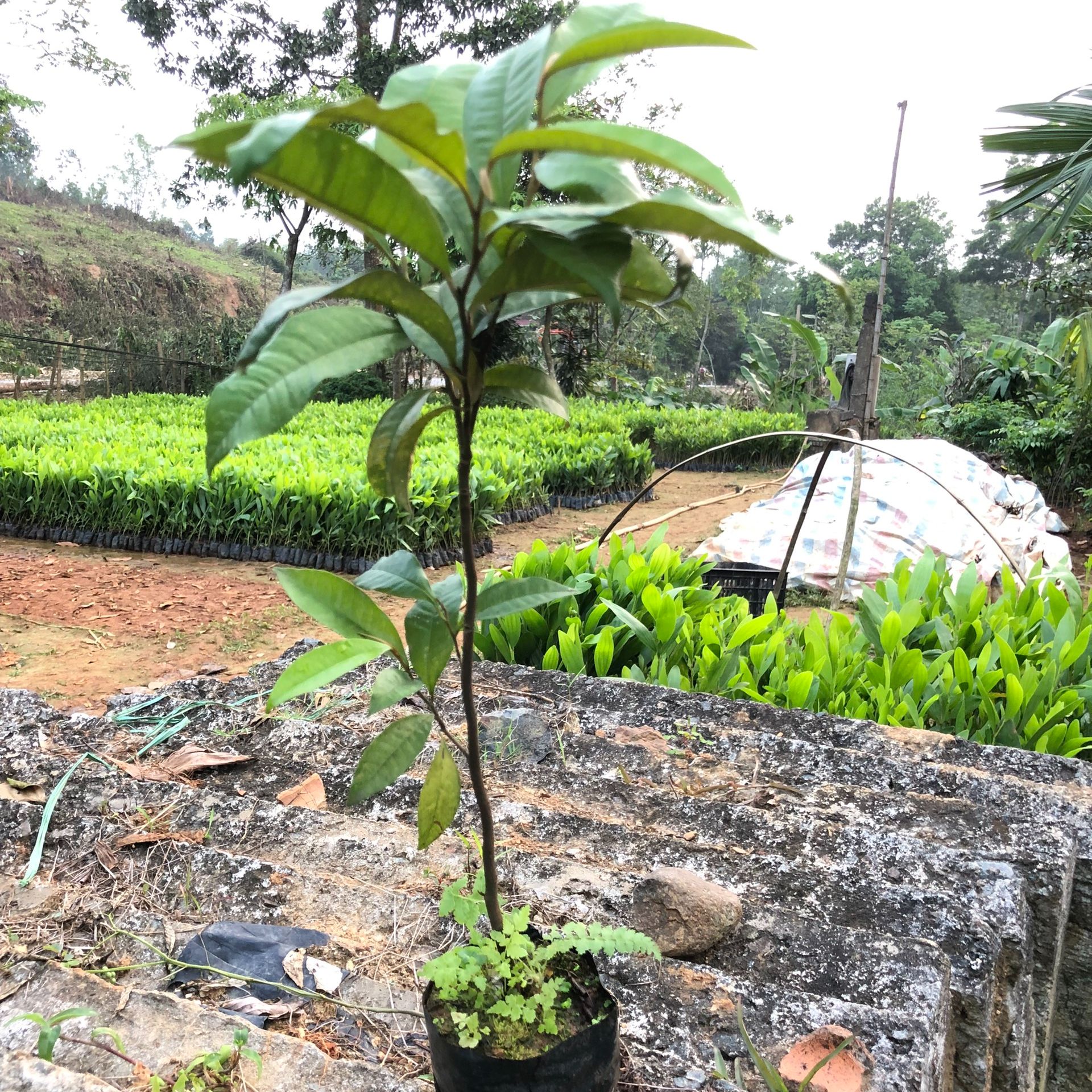 Cây vú sữa tím cao 25-50cm
