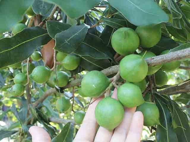 Macca Đak Lak Sấy Loại 1 (500Gr)